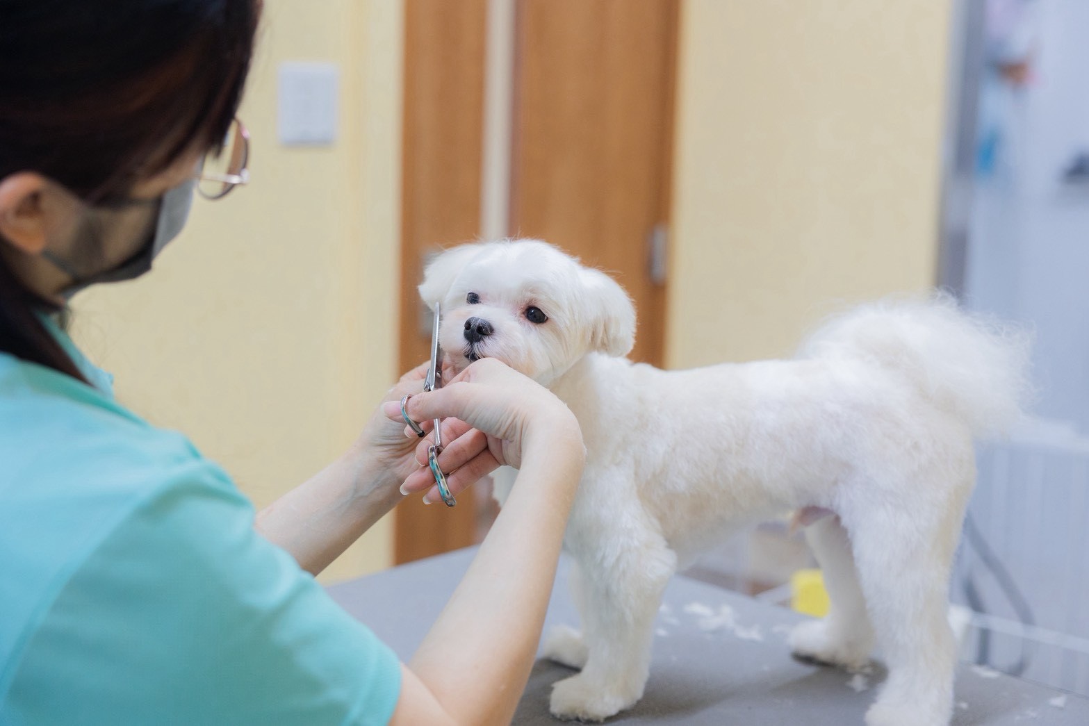 トリミング中の犬