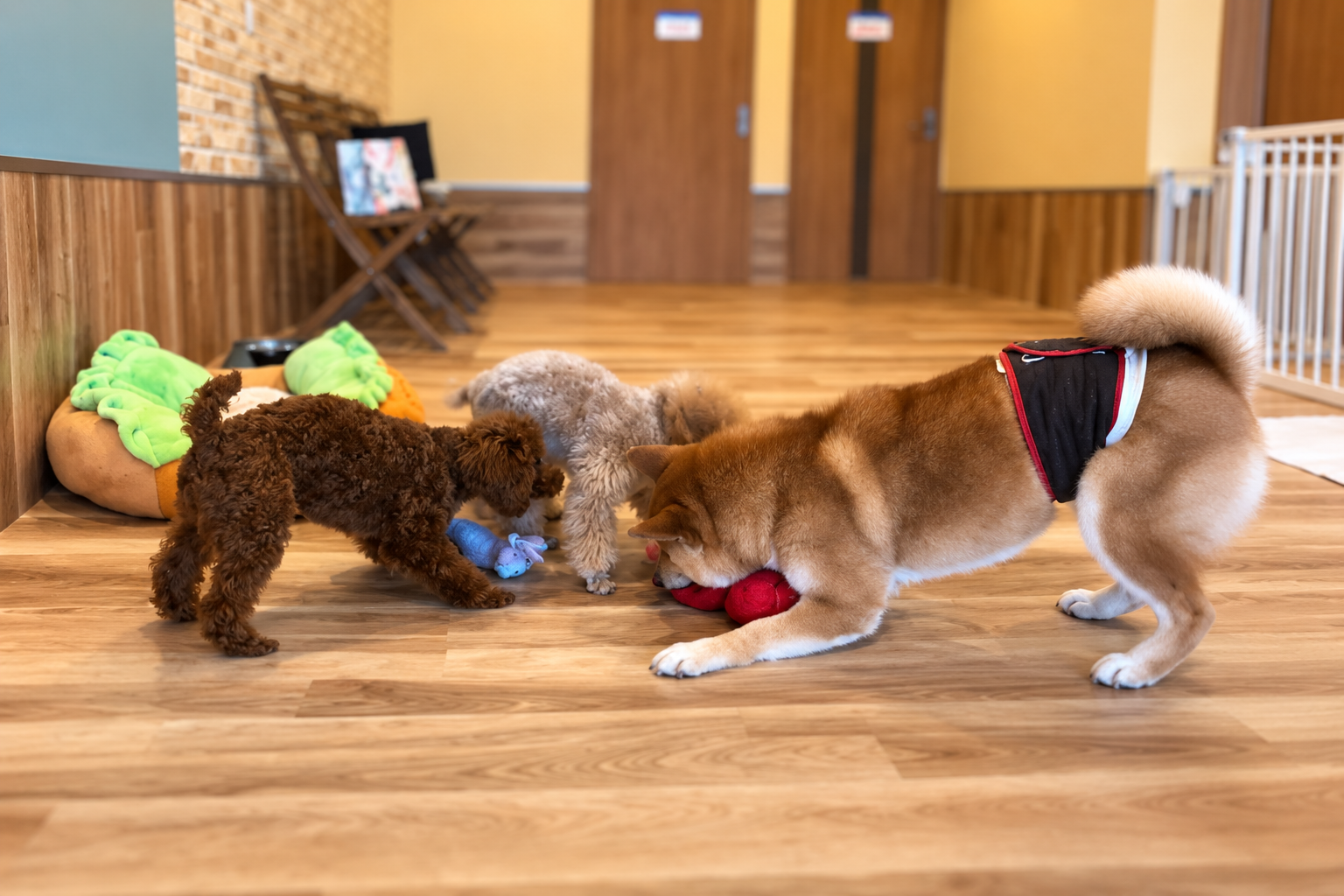 子犬同士が楽しく関わっている様子
