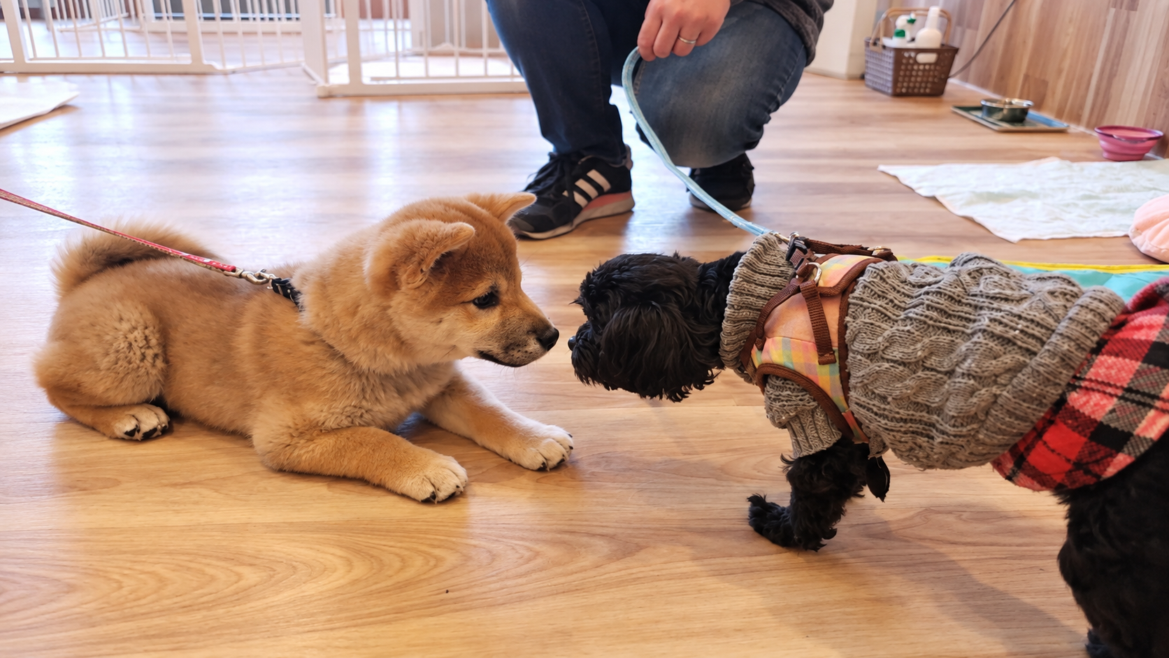トレーナーと子犬が楽しく過ごしている様子