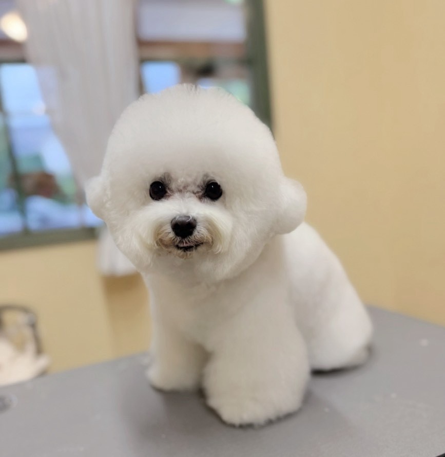 ドッグトレーニングをご利用いただいたワンちゃん
